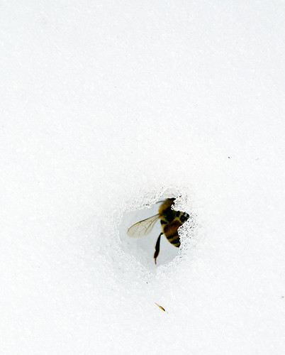 Dead Bee in the Middle of the Snow