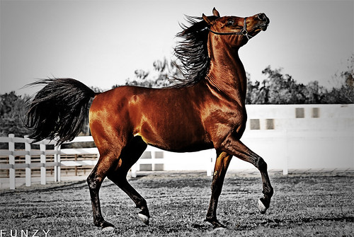 Arabian Horse Photography