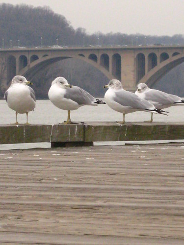 Seagulls and Key Bridge 2