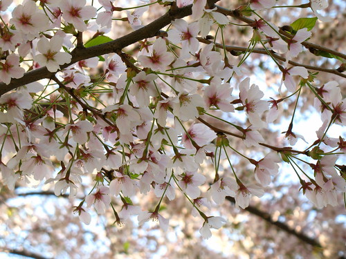 Cherry Blossoms - Central Park 