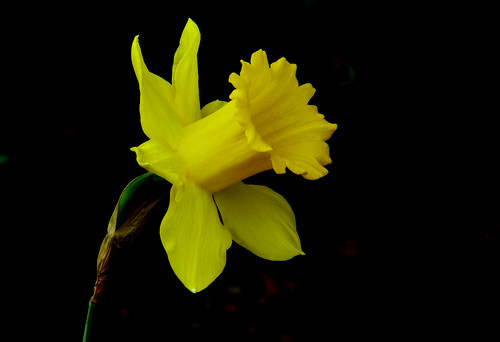 yellow flowers background. Yellow Flower with Black