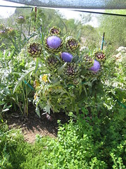 Desert Botanical Garden Artichoke