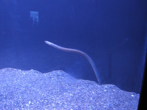 garden eel