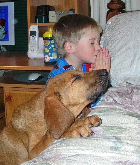 Dog Praying