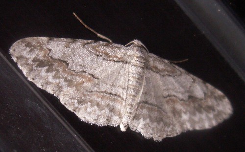 Small Purplish Gray Moth