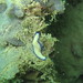 Pseudoceros flatworm