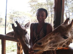 Feeding two giraffes 3