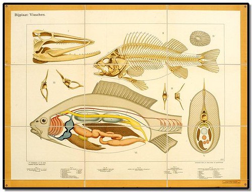 Fish - Zoological Wallcharts 1900-1950