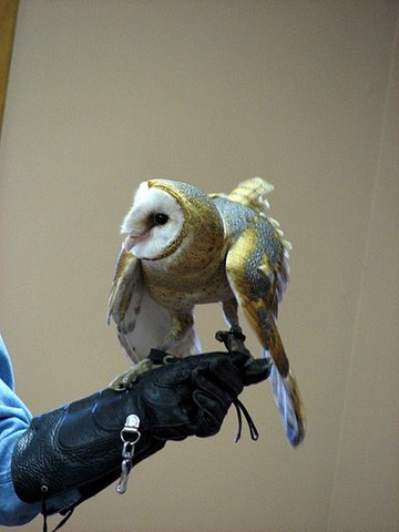 barn owl landing on the trainer's glove