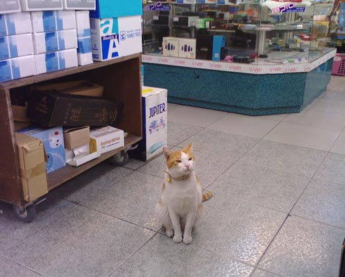店貓乙：口亨！你買東西專心一點啊～幹嘛追我！