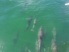 Dolphins just ahead of our boat