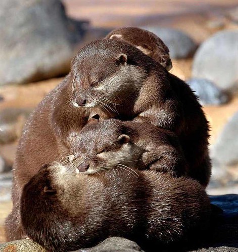 family huddle