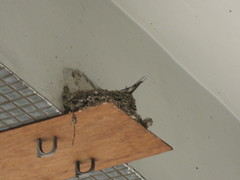 屋簷下的燕子