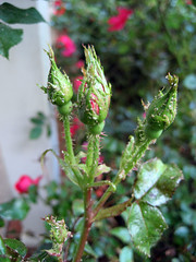 aphids on knock out roses