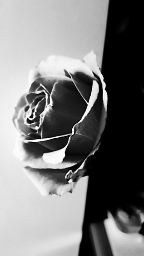 rose flower ©  NO PHOTOGRAPHER