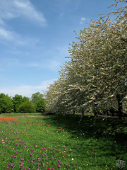 Kirschbäume und Tulpenwiese