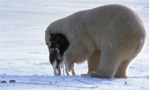Polar Bear and Husky 5