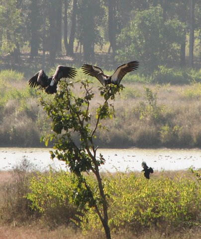 vultures landing on tree 2312