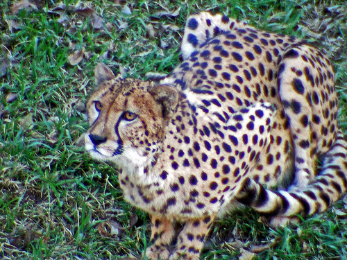 Attentive Cheetah