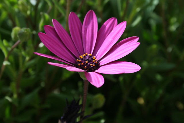 un Marguerite violet
