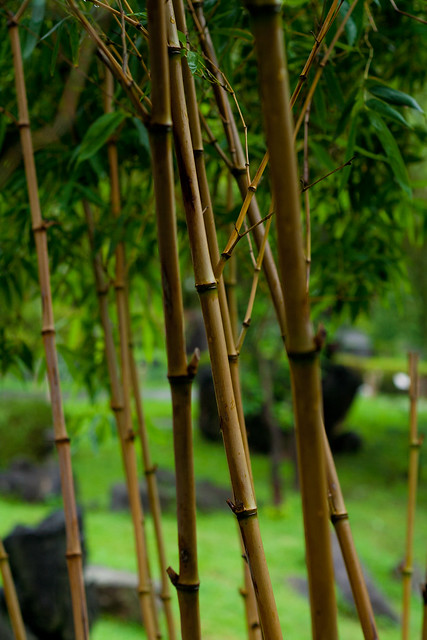 and... more bamboo