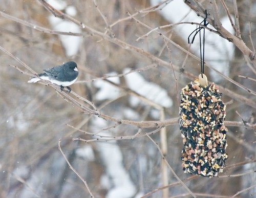 winter_birds-2.jpg