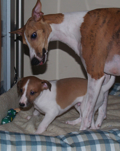 Whippet puppy 6 weeks old: Animagi's Armadillo & Nisha