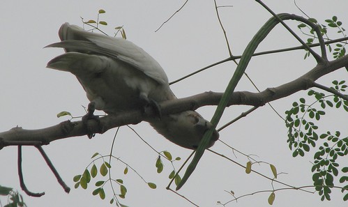 cockatoo Tanimbar corella