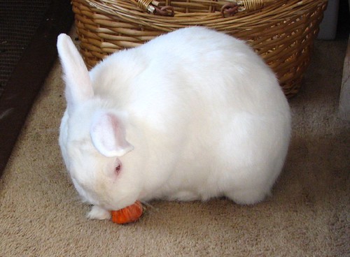 gus enjoys carrots