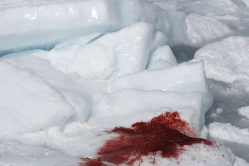 Second Day of Canada's Commercial Seal Hunt