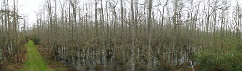 Swamp land in Springfield, Louisiana, USA