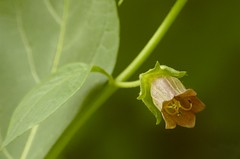 Atropa bella-donna - Wolfskers