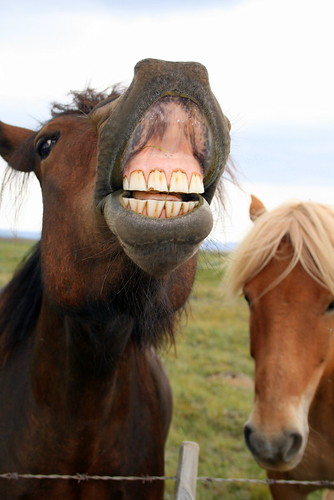 Smiling Horse