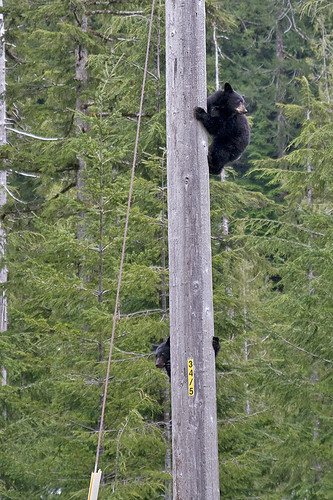 cubs up a pole