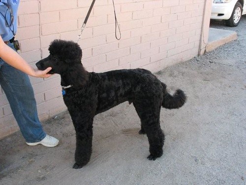 The Goldendoodle as a Poodle