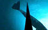 07 megalodon and whale2