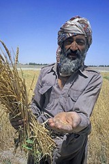 Afghanistan farmer