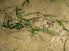 Tape Seagrass (Enhalus acoroides)
