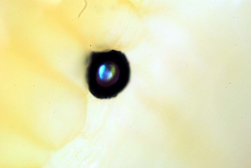 eye of Japanese scallop