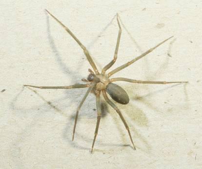 brown recluse spider bite pictures. rown recluse