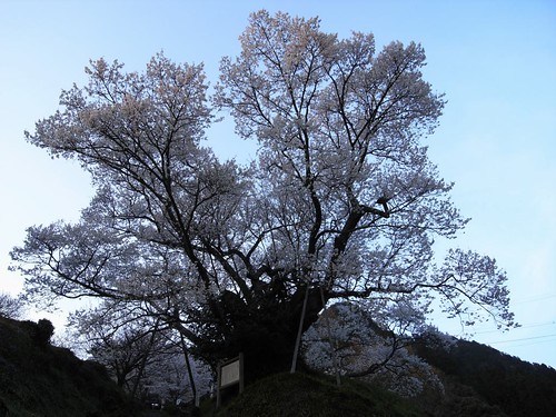 仏隆寺-千年桜
