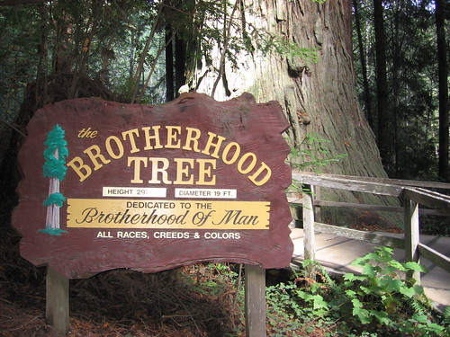 Brotherhood Tree