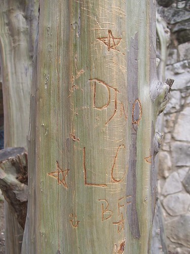 Tree grafitti