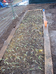 Newly planted onions