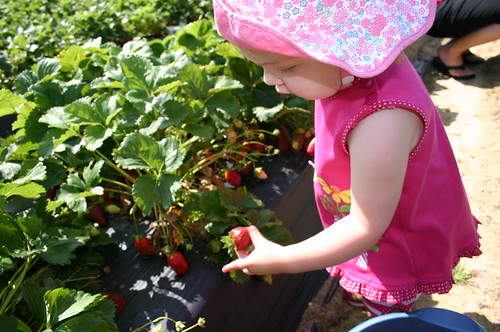 Anna Picking strawberries