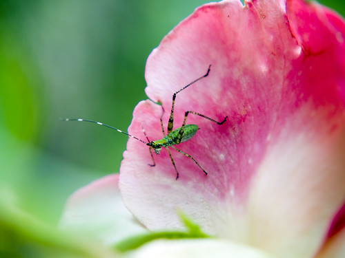 Bug on Rose