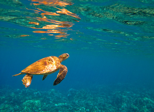 Maui Sea Turtle by Chris McCormick