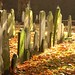 a row of headstones