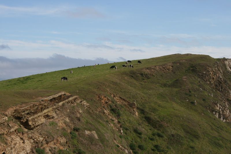 Cows on Cliff