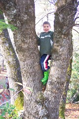 Nathanael climbs our oak
